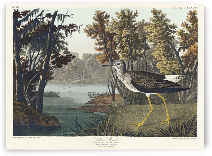 Yellow Shank by IStockHistory com