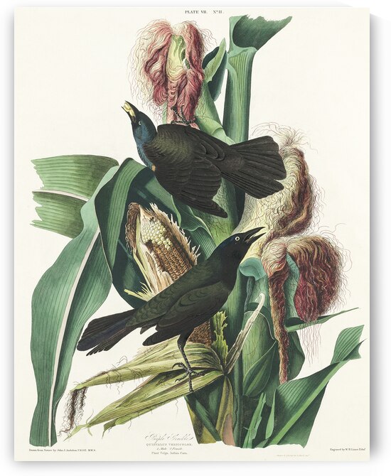 Purple Grakle or Common Crow Blackbird by IStockHistory com