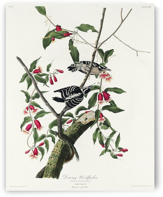 Downy Woodpecker by IStockHistory com