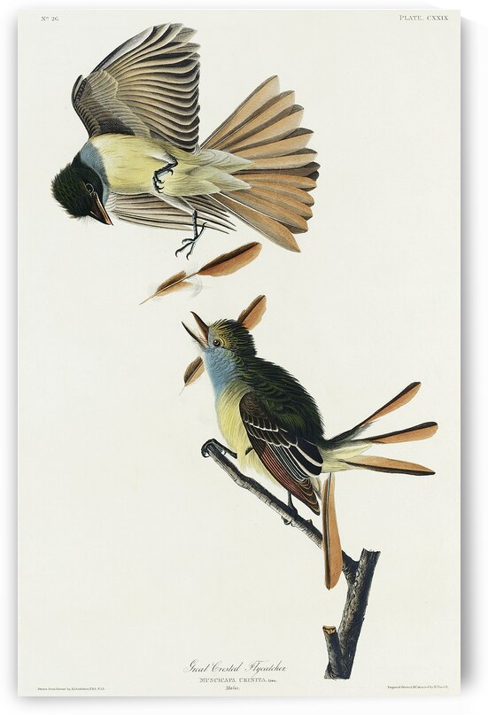 Great Crested Flycatcher by IStockHistory com