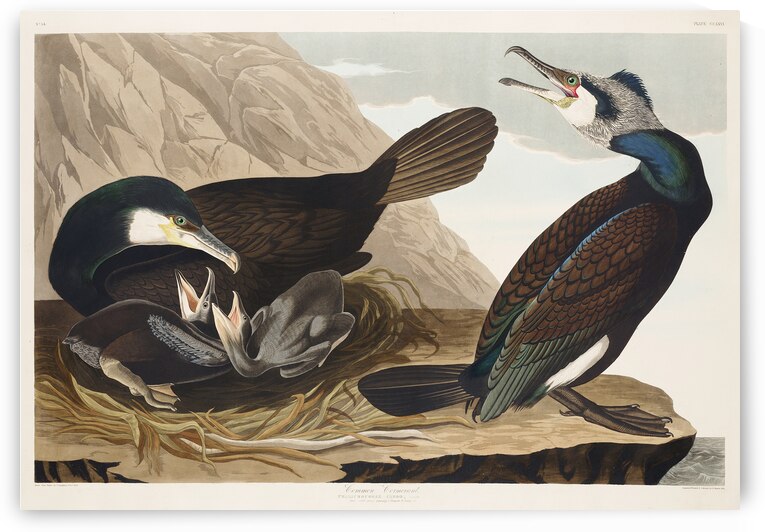 Common Cormorant by IStockHistory com