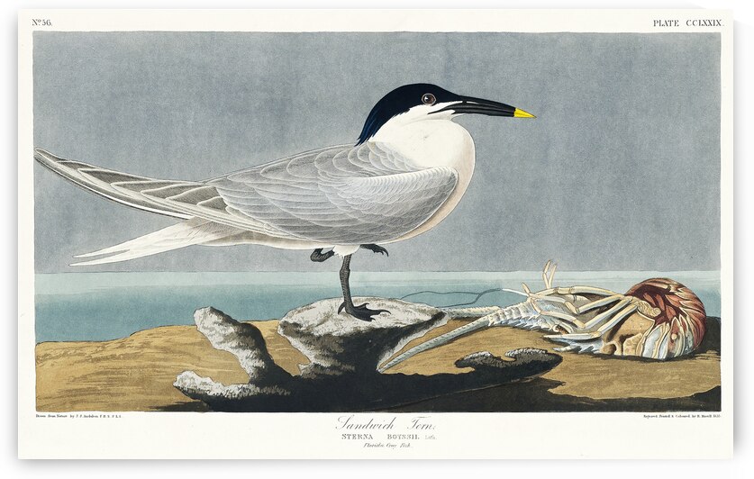 Sandwich Tern by IStockHistory com