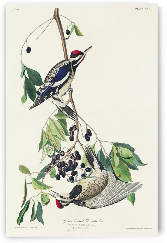 Yellow bellied Woodpecker by IStockHistory com