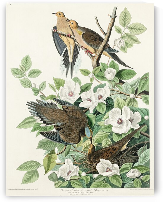 Carolina Pigeon by IStockHistory com