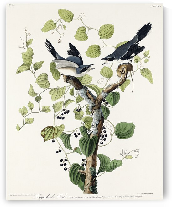 Loggerhead Shrike by IStockHistory com