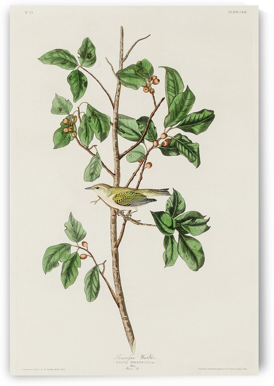 Tennessee Warbler by IStockHistory com