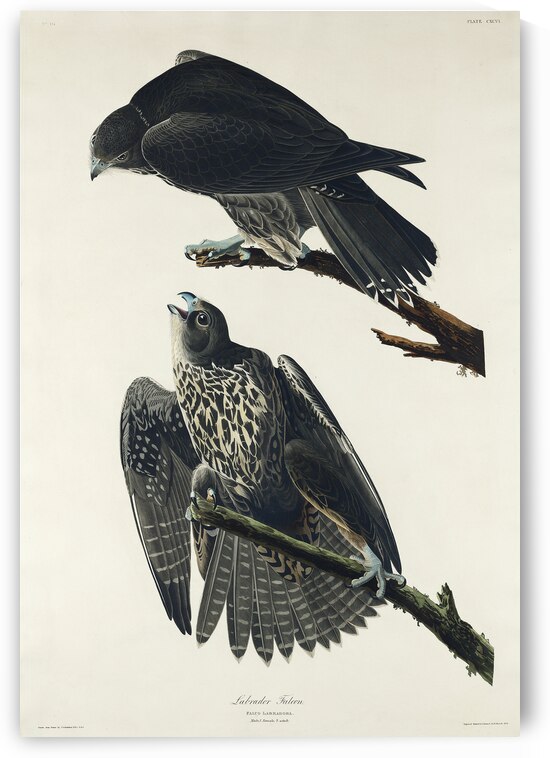 Labrador Falcon by IStockHistory com