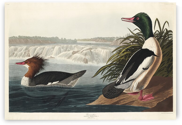 Goosander by IStockHistory com