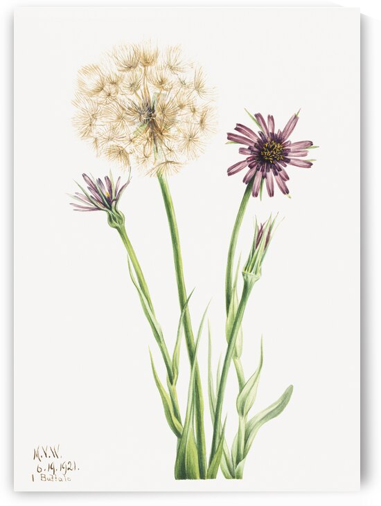 Salsify Tragopogon porrifolius 1921 by IStockHistory com