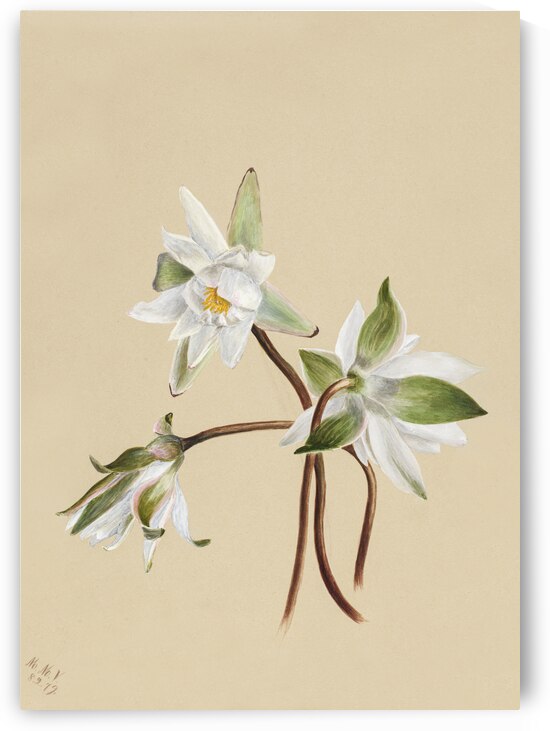 Water Lilies Castalia odorata 1879 by IStockHistory com