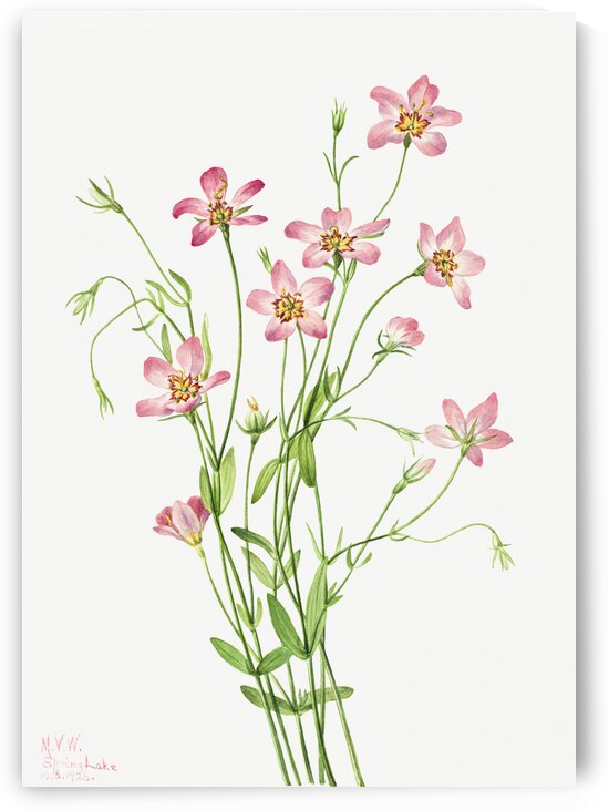 Saltmarsh Rosegentian Sabbatia stellaris 1926 by IStockHistory com