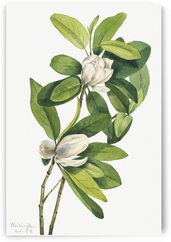 Swamp Magnolia Magnolia virginiana 1918 by IStockHistory com
