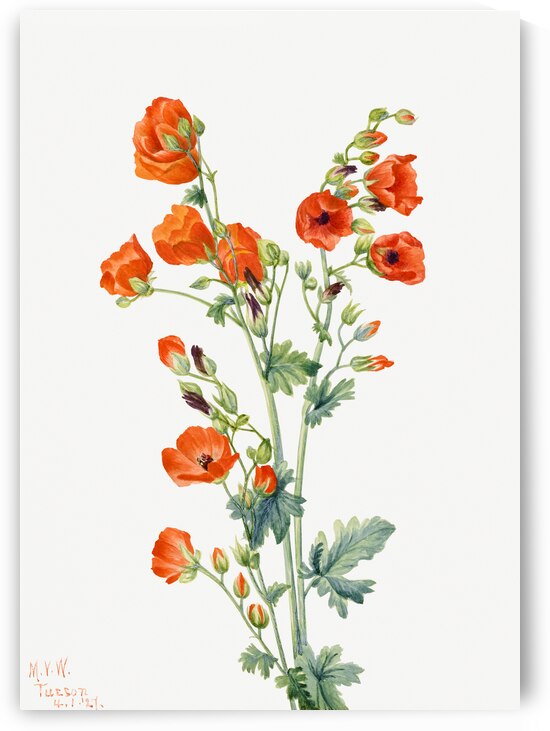 Scarlet Globe Mallow Sphaeralcea grossulariaefolia 1927 by IStockHistory com