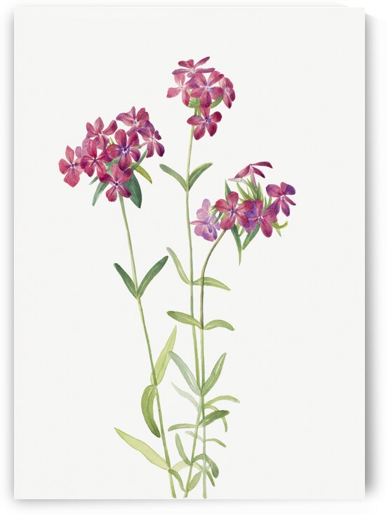 Hairy Phlox Phlox amoena 1930 by IStockHistory com