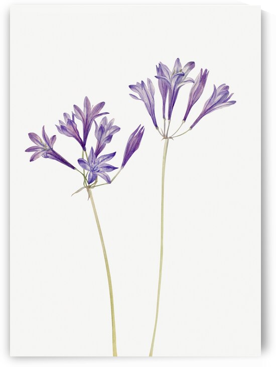 Butterfly Pea Clitoria mariana 1934 by IStockHistory com