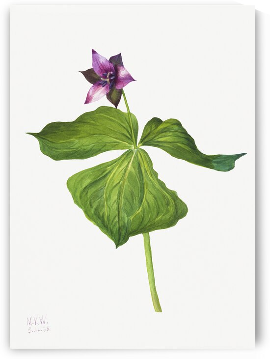 Trillium erectum 1938 by IStockHistory com