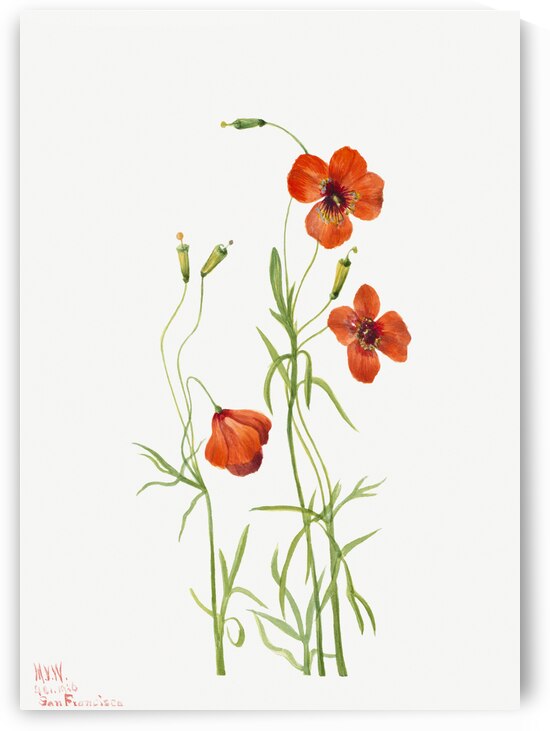 Wind Poppy Stylomecon heterophylla 1926 by IStockHistory com