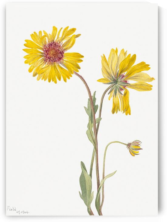 Perennial Gaillardia Gaillardia aristata 1904 by IStockHistory com