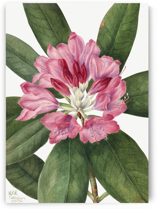 Mountain Rose Bay Rhododendron catawbiense 1932 by IStockHistory com