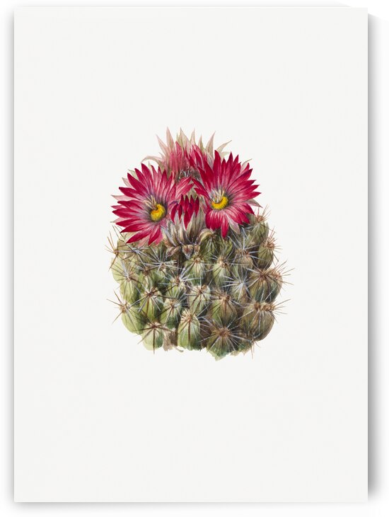 Hedgehog Cactus Coryphantha arizonica 1933 by IStockHistory com