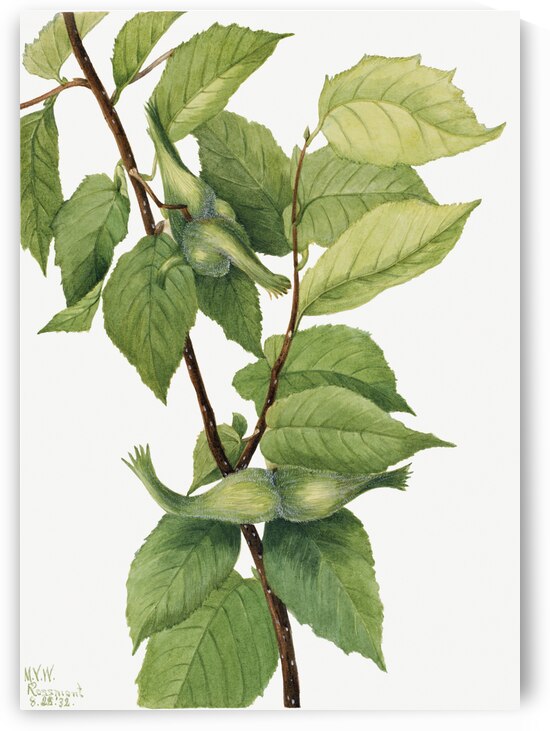 Beaked Hazelnut Corylus rostrata 1932 by IStockHistory com