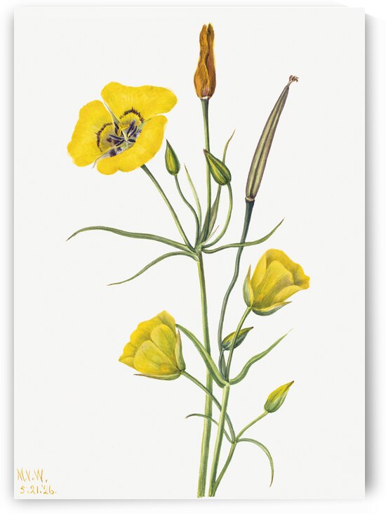 Harebell Campanula rotundifolia 1916 by IStockHistory com