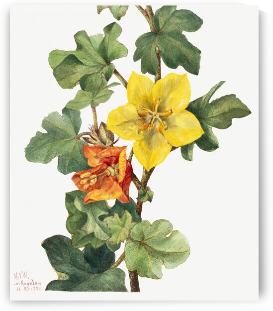 Red Willowweed Epilobium latifolium 1911 by IStockHistory com