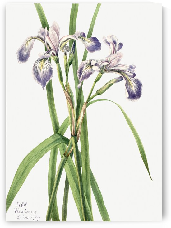 Blueflag Iris Iris versicolor 1919 by IStockHistory com