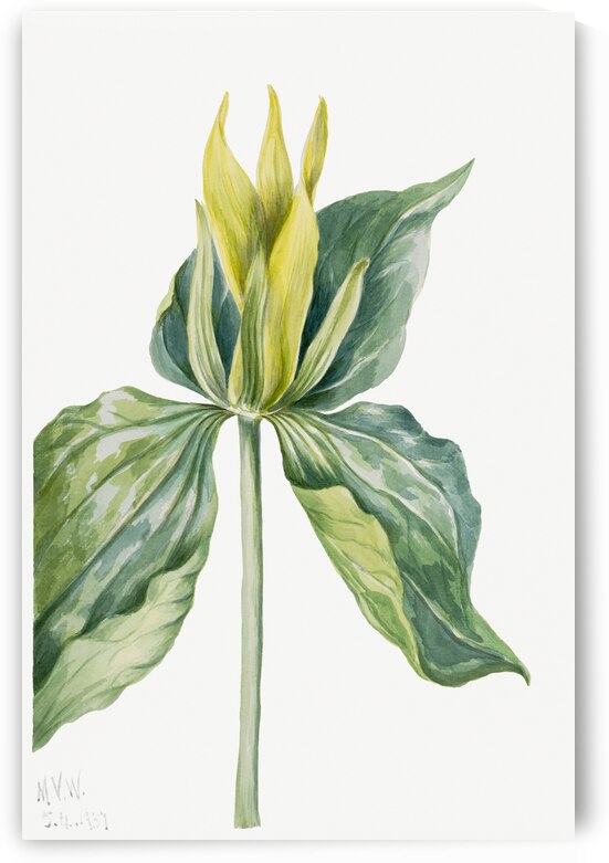 Wake-Robin Trillium underwoodii 1937 by IStockHistory com