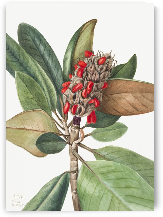 Southern Magnolia Magnolia grandiflora 1923 by IStockHistory com