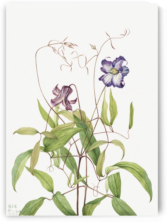 Curly Clematis Clematis crispa 1925 by IStockHistory com