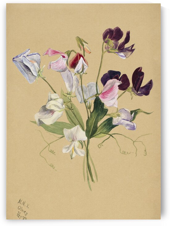 Flower Study 1886  by IStockHistory com