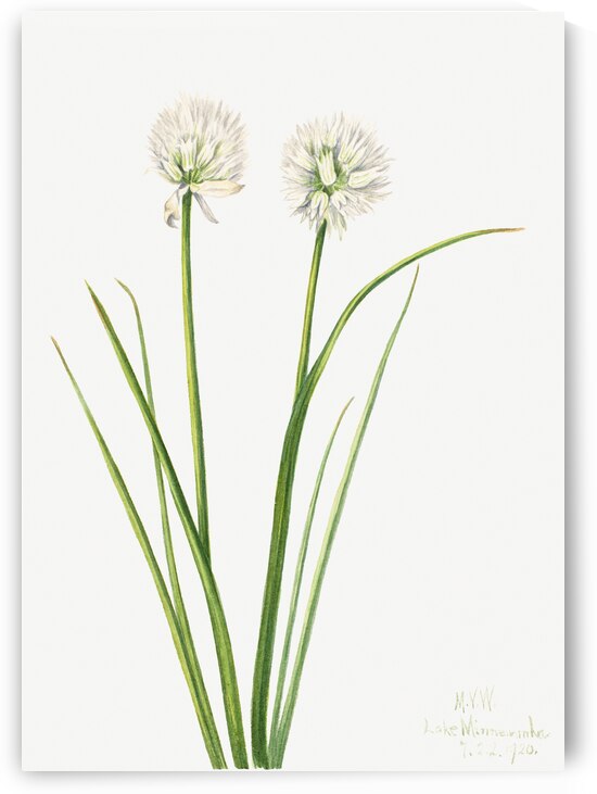 Northern Onion Allium sibiricum 1920 by IStockHistory com