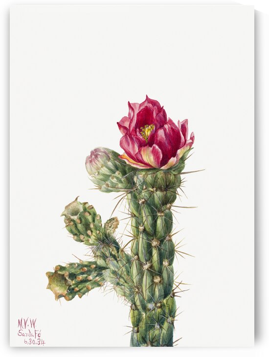 Walkingstick Cholla Opuntia imbricata 1934 by IStockHistory com