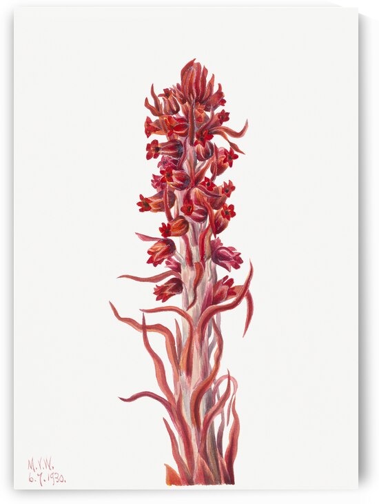 Snow Plant Sarcodes sanguinea 1930 by IStockHistory com