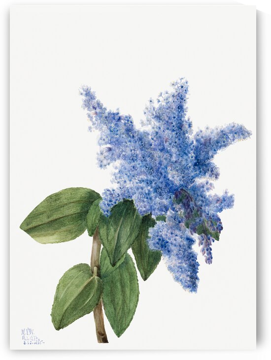 California Lilac Ceanothus thyrsiflorus 1935 by IStockHistory com
