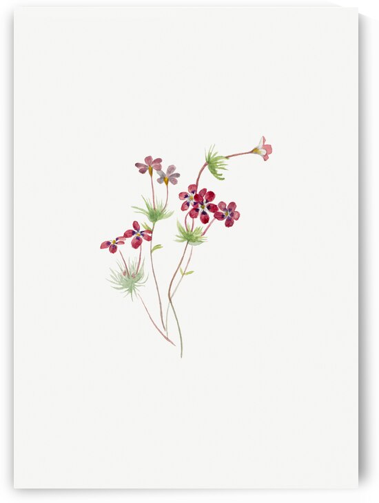 Gilia linanthus parviflorus 1900–1930 by IStockHistory com