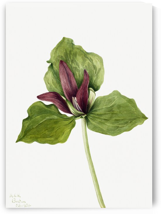Giant Trillium Trillium chloropetalum 1921 by IStockHistory com