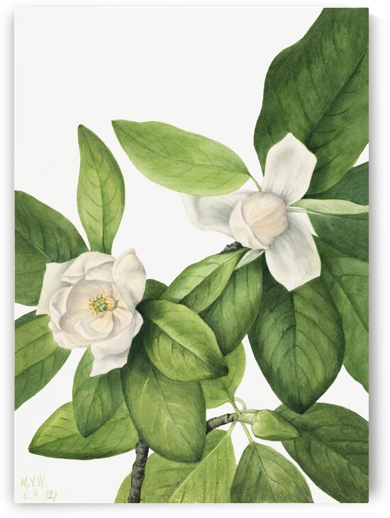 Sweetbay Magnolia virginiana 1927 by IStockHistory com