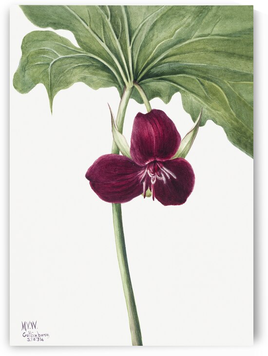 Pussy Willow Salix discolor 1920 by IStockHistory com