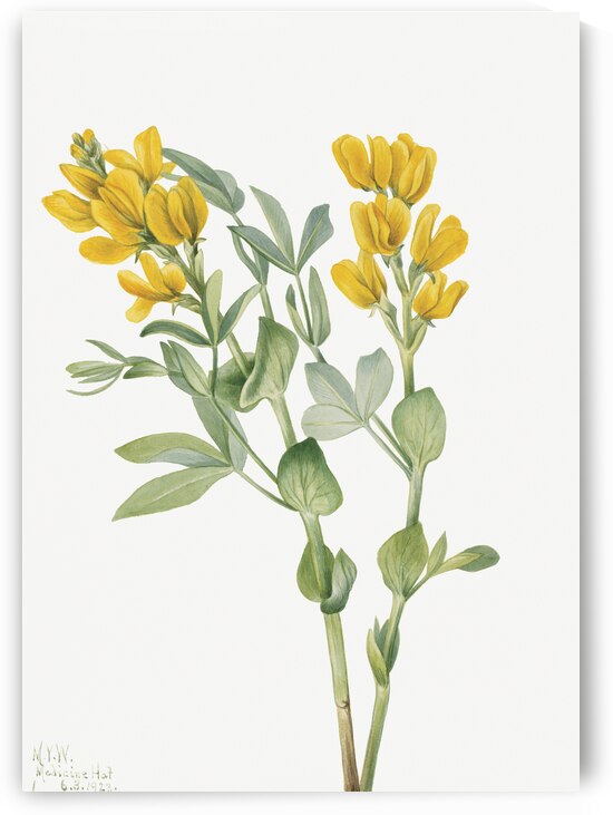 Goldenpea Thermopsis rhombifolia 1923 by IStockHistory com