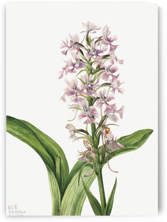 Large Purple Fringe–Orchid Habenaria grandiflora 1926 by IStockHistory com