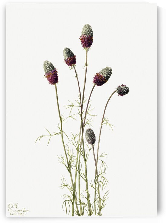Purple Prairieclover Petalostemon purpureum 1927 by IStockHistory com