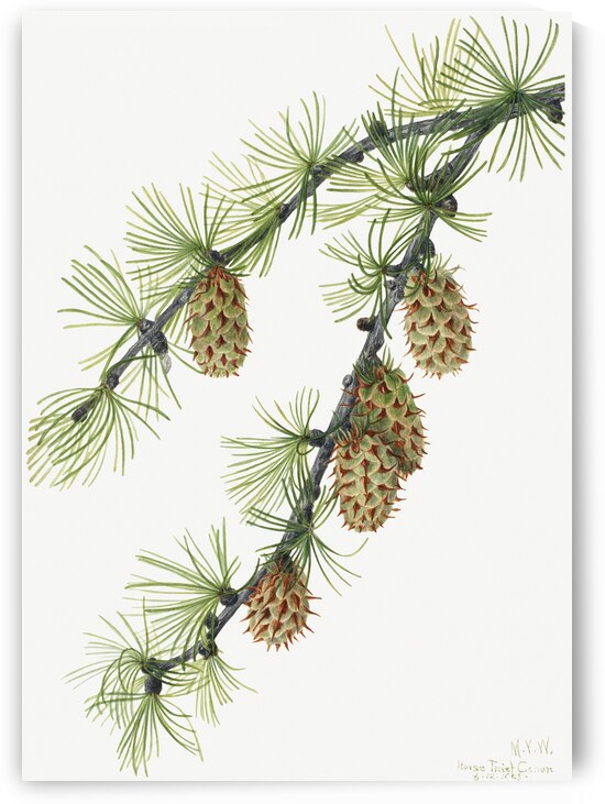 Western Larch Larix occidentalis 1923 by IStockHistory com