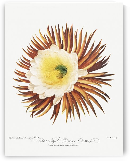 The Night–Blowing Cereus by IStockHistory com