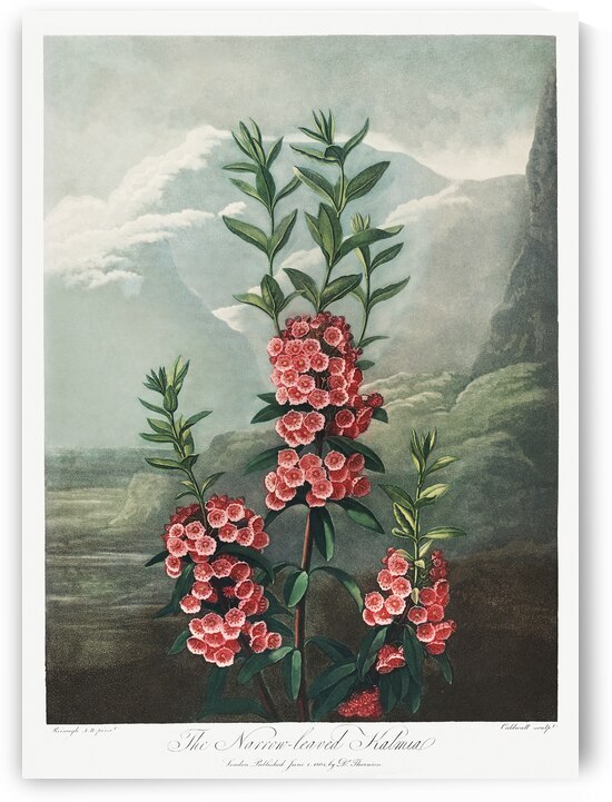 The Narrow–Leaved Kalmia by IStockHistory com