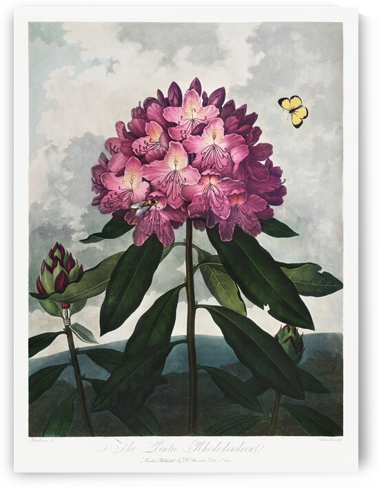 The Pontic Rhododendron by IStockHistory com