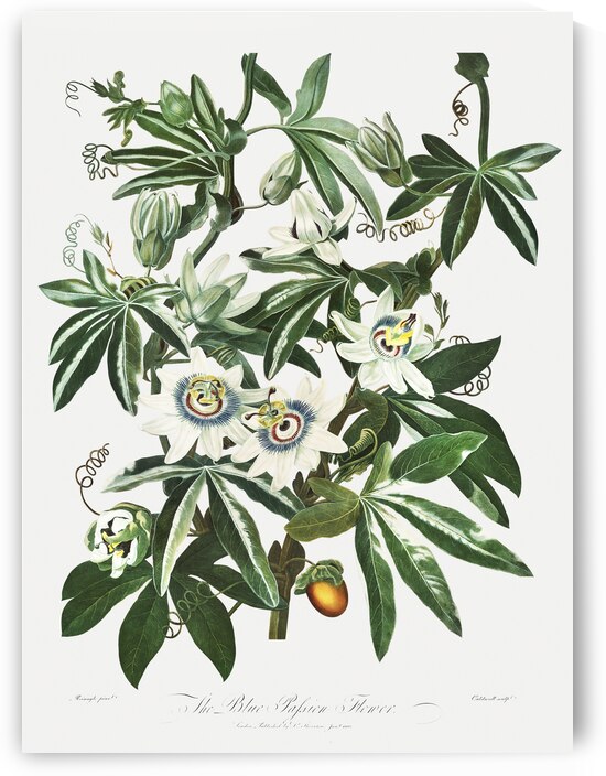 Cupid Inspiring Plants with Love by IStockHistory com