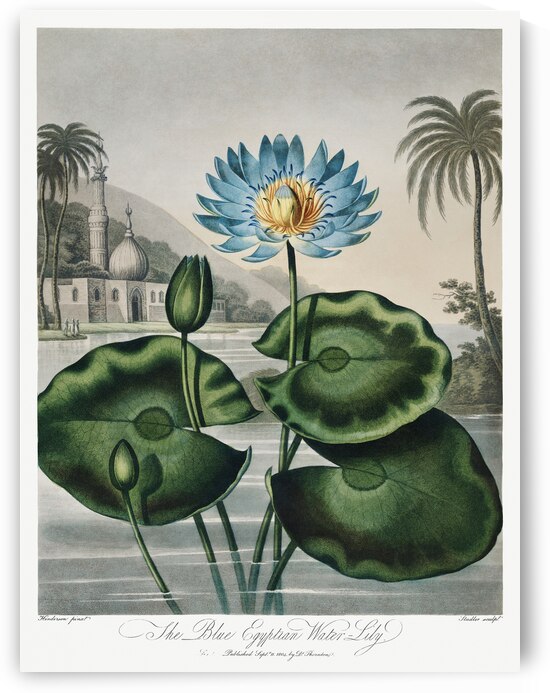 The Blue Egyptian Water-Lily by IStockHistory com