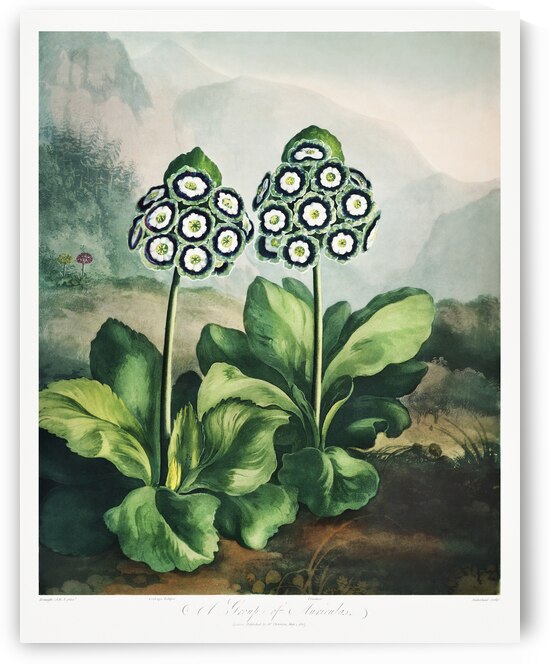 A Group of Auriculas by IStockHistory com
